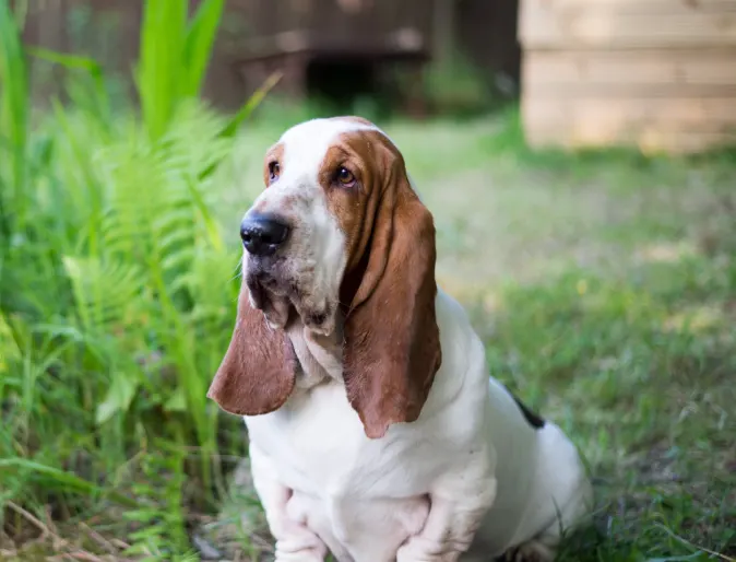 Basset Hound in Garden